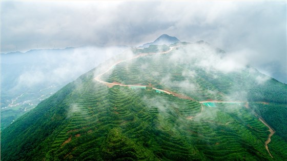 黑茶加盟.香木海茶園