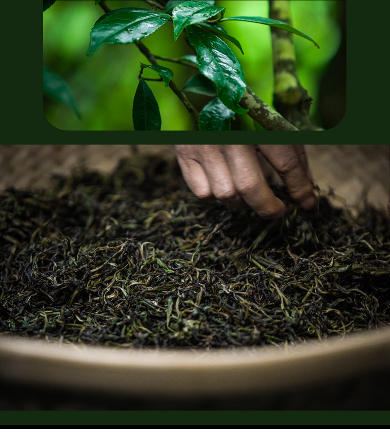 黑茶加盟,黑茶批發(fā),黑茶代理,黑茶廠家,黑茶定制 (11)