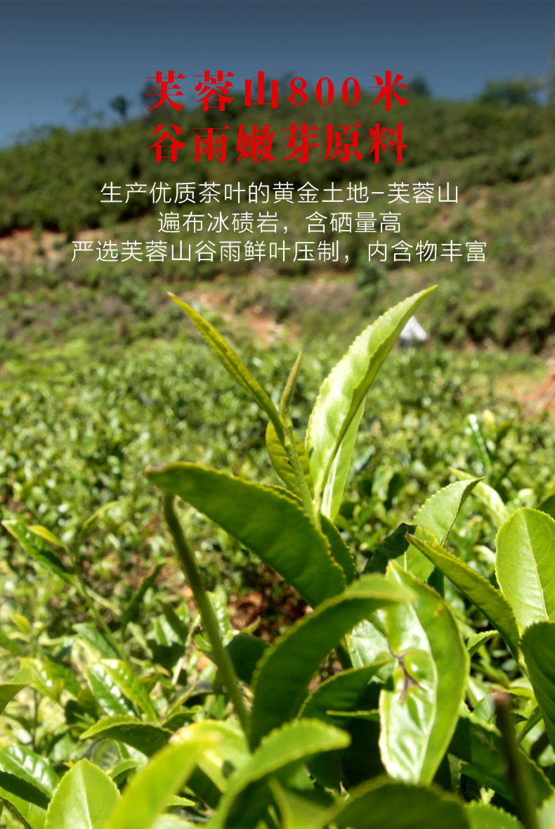 黑茶加盟,黑茶廠家,黑茶定制,黑茶批發(fā),黑茶代理 (4)